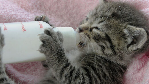 Bottle Feed A Kitten