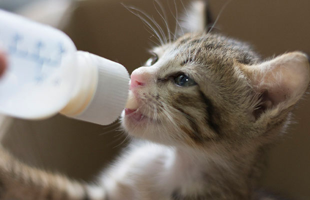 Bottle Feed A Kitten